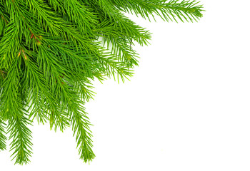 Spruce branch isolated on white background. Green fir. Christmas tree