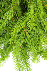 Spruce branch isolated on white background. Green fir. Christmas tree