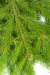 Spruce branch isolated on white background. Green fir. Christmas tree