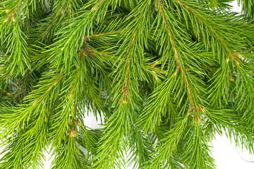 Spruce branch isolated on white background. Green fir. Christmas tree