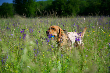 Labrador Retriever beim Apportieren im Grünen