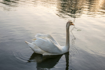 White swan swims on a pond on a summer evening.