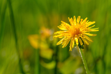 Blüte von Löwenzahn (Taraxacum sect. Ruderalia)