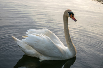 White swan swims on a pond on a summer evening.