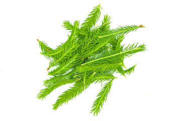 Spruce branch isolated on white background. Green fir. Christmas tree