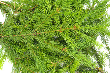 Spruce branch isolated on white background. Green fir. Christmas Tree Branches texture close up