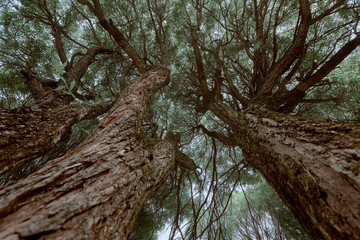 Bottom view of the tree with white sky background.