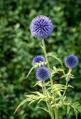 Blue Globe Thistle