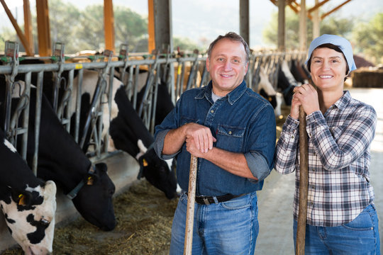 farmers standing on background of cows in stall