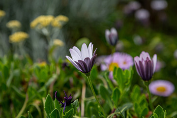 An osteospermum flower with a shallow depth of field