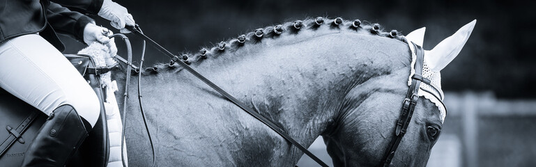 Dressage horse in a dressage competition closeup. Black and Withe..