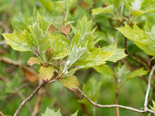 Hydrangea quercifolia - Larges feuilles glabres de l'hortensia à feuilles de chêne