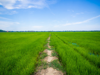 Fototapeta na wymiar Green rice plantation field asia farmland