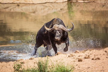Afrikaanse buffel in Kruger National park, Zuid-Afrika