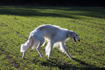 Naklejka na ściany i meble Russian hound greyhound in the field.