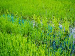 Green rice plantation field asia farmland