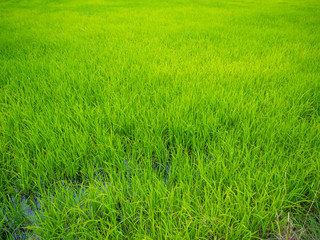 Green rice plantation field asia farmland