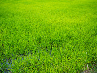 Obraz na płótnie Canvas Green rice plantation field asia farmland