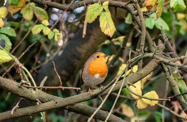 Robin on a branch in a hedgerow