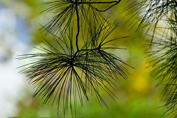 Pine needles silhouette