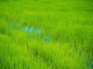 Obraz premium Green rice plantation field asia farmland