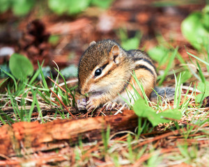 A baby Eastern Chipmunk, Tamias striatus, eating seeds on the forest floor. Tiny little ground squirrel is native to North America.
