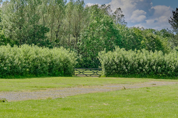 Scottish mature Hedging and a Single gate in the Centre of the image in Scotlands Parks in Summer.