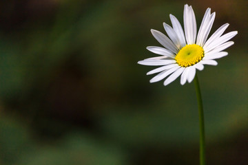 A single white Ox-Eye daisy on a soft focus green background. Originally from Europe, Leucanthemum vulgare are wildflowers has naturalized across much of North America