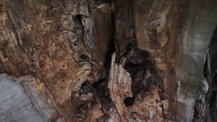 Hollowed out oak tree trunk.Wide angle shot of an oak tree trunk which is partly rotted away.