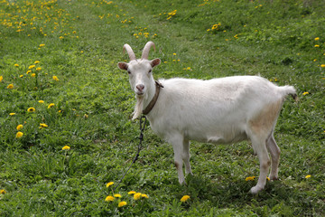 Obraz premium White goat on a leash