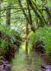 Natural water stream in the forest