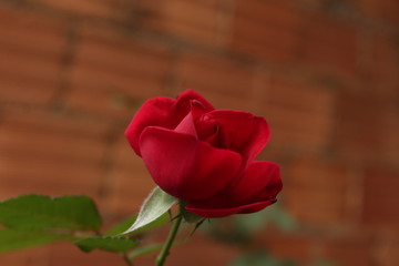 rose