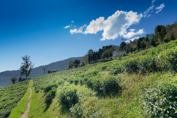 Fototapeta premium Temi tea garden in Sikkim, India