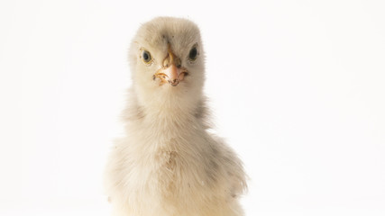 Small white little chicken on white background.