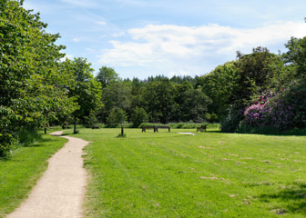 Naklejka premium Szkocki las spaceruje latem przez magiczne szkockie lasy.