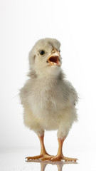Small white little chicken on white background.