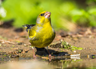 Fototapeta premium greenfinch