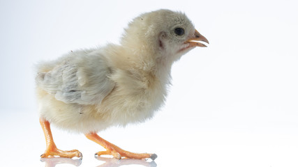 Small white little chicken on white background.