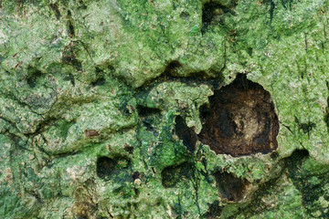 Nature image of tree trunk.