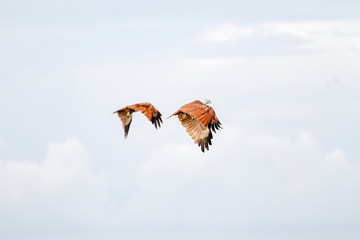 Red eagle fly on the sky in nature at thailand