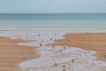 Seagulls on a sandy beach on the island of Jersey, on a sunny summers day