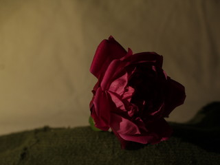 rose