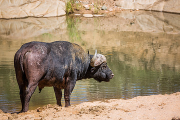 African buffalo in Kruger National park, South Africa