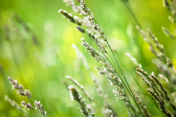 Fresh green grass field on blurred bokeh background close up, ears on meadow soft focus macro, beautiful sunlight summer lawn, spring season nature landscape, fresh green grass texture, copy space