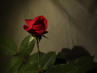 rose