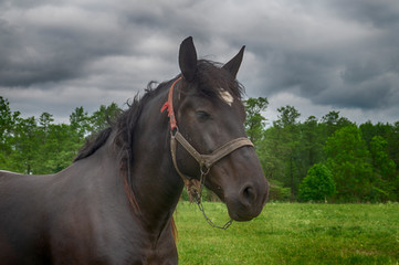 Obraz premium Brown horse with white blaze and halter