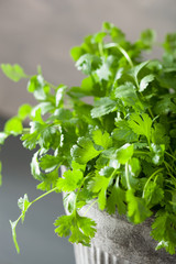 fresh cilantro herb in flowerpot