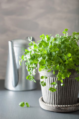 fresh cilantro herb in flowerpot