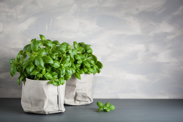 fresh basil herb in paper pot