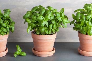fresh basil herb in terracotta flowerpot